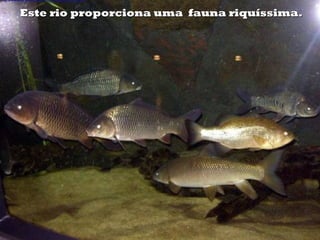 Este rio proporciona uma fauna riquíssima.Este rio proporciona uma fauna riquíssima.
 