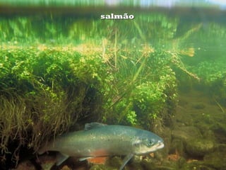 salmãosalmão
 