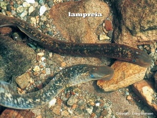 lampreialampreia
 