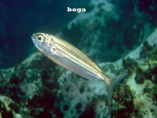 bogaboga
 