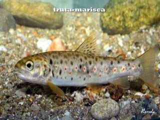 truta-mariscatruta-marisca
 