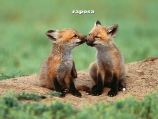 raposaraposa
 