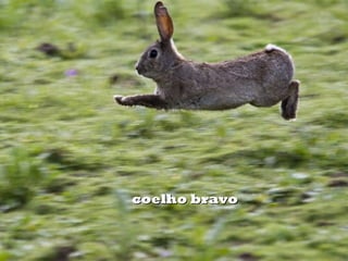 coelho bravocoelho bravo
 