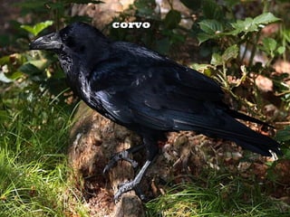 corvocorvo
 