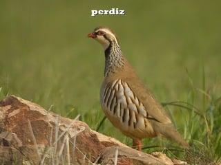 perdizperdiz
 