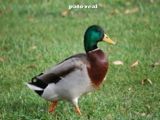 pato realpato real
 