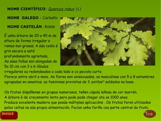 NOME CIENTÍFICO: Quercus robur (L)
NOME GALEGO : Carballo
NOME CASTELÁN :Roble
É unha árbore de 20 a 40 m de
altura de forma irregular e
ramas moi grosas. A súa codia é
gris escura e está
profundamente agrietada.
As súas follas son alongadas de
5a 10 cm con 3 a 6 lóbulos
irregulares ou redondeados a cada lado e co peciolo curto.
Florece entre abril e maio. As flores son unisexuadas, as masculinas con 5 a 8 estambres
agrupadas en amentos; as femininas provistas de 3 estilos11
soldados na base.
Os frutos dispóñense en grupos numerosos, teñen cúpula leñosa de cor marrón.
A árbore é de crecemento lento pero pode pode chegar ata os 1000 anos.
Produce excelente madeira que posúe múltiples aplicacións . Os frutos foron utilizados
polos celtas na súa propia alimentación. Facían unha fariña coa parte central do fruto.
 