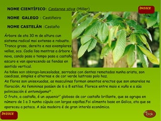NOME CIENTÍFICO: Castanea stiva (Miller)
NOME GALEGO : Castiñeiro
NOME CASTELÁN :Castaño
Árbore de ata 30 m de altura cun
sistema radical moi extenso e robusto.
Tronco groso, dereito e nos exemplares
vellos, oco. Codia lisa mentras a árbore é
nova, cando pasa o tempo pasa a castaño
escuro e van aparecendo as fendas en
sentido vertical.
As follas son oblongo-lanceoladas, serradas con dentes rematados nunha arista, son
caedizas, simples e alternas e de cor verde lustroso polo haz.
As flores son unisexuadas, as masculinas forman amentos erectos que son amarelos na
floración. As femininas posúen de 6 a 8 estilos. Florece entre maio e xuño e a súa
polinización é entomógama16
.
O fruto, a castaña, é un aquenio17
globoso de cor castaño brillante, que se agrupa en
número de 1 a 3 nunha cúpula con largas espiñas.Foi alimento base en Galica, ata que se
apareceu a pataca. A súa madeira é de gran interés económico.
 