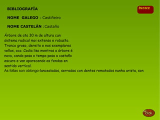 BIBLIOGRAFÍA
NOME GALEGO : Castiñeiro
NOME CASTELÁN :Castaño
Árbore de ata 30 m de altura cun
sistema radical moi extenso e robusto.
Tronco groso, dereito e nos exemplares
vellos, oco. Codia lisa mentras a árbore é
nova, cando pasa o tempo pasa a castaño
escuro e van aparecendo as fendas en
sentido vertical.
As follas son oblongo-lanceoladas, serradas con dentes rematados nunha arista, son
 