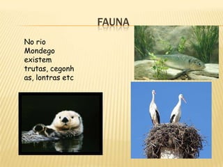 FAUNA
No rio
Mondego
existem
trutas, cegonh
as, lontras etc
 