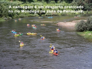 A canoagem é um desporto praticado
no rio Mondego na zona de Penacova.
 