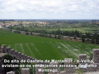 Do alto de Castelo de Montemor - o-Velho,
avistam-se os verdejantes arrozais do Baixo
                 Mondego.
 