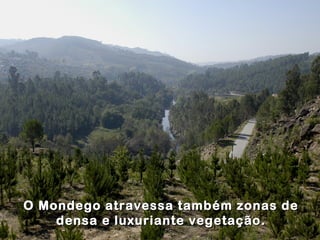 O Mondego atravessa também zonas de
    densa e luxuriante vegetação.
 