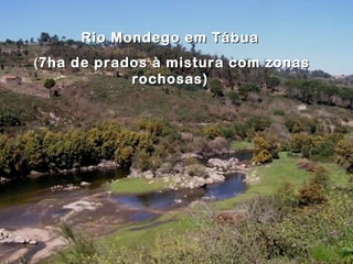 Rio Mondego em Tábua
(7ha de prados à mistura com zonas
            rochosas)
 