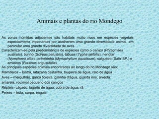 Animais e plantas do rio Mondego As zonas húmidas adjacentes são habitats muito ricos em espécies vegetais especialmente importantes por acolherem uma grande diversidade animal, em particular uma grande diversidade de aves.  Caracterizam-se pela predominância de espécies como o  caniço (Phragmites australis ), bunho ( Scirpus palustris ), tábuas ( Typha latifolia ), nenúfar ( Nymphaea alba ), pinheirinha ( Myriophyllum aquaticum ), salgueiro ( Salix  SP.) e amieiros ( Fraxinus angustifolia ). As principais espécies animais encontradas ao longo do rio Mondego são: Mamíferos – lontra, ratazana castanha, toupeira de água, rato de água Aves – mergulhão, garça boieira, galinha d'água, guarda rios, alvéola amarela, rouxinol pequeno dos caniços Répteis- cágado, lagarto de água, cobra de água, rã Peixes – truta, carpa, enguia 