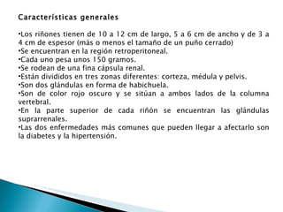 Características generales  Los riñones tienen de 10 a 12 cm de largo, 5 a 6 cm de ancho y de 3 a 4 cm de espesor (más o menos el tamaño de un puño cerrado) Se encuentran en la región retroperitoneal. Cada uno pesa unos 150 gramos. Se rodean de una fina cápsula renal. Están divididos en tres zonas diferentes: corteza, médula y pelvis. Son dos glándulas en forma de habichuela. Son de color rojo oscuro y se sitúan a ambos lados de la columna vertebral. En la parte superior de cada riñón se encuentran las glándulas suprarrenales. Las dos enfermedades más comunes que pueden llegar a afectarlo son la diabetes y la hipertensión. 