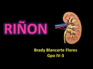 RIÑON
Brady Blancarte Flores
Gpo IV-3
 