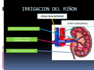 IRRIGACION DEL RIÑON
VENA CAVA INFERIOR
ARTERIASYVENAS SEGMENTARIAS
ARTERIASYVENAS
INTERLOBULARES
ARTERIASYVENAS ARCUATAS
AORTAABDOMINAL
 