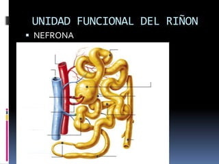UNIDAD FUNCIONAL DEL RIÑON
 NEFRONA
 