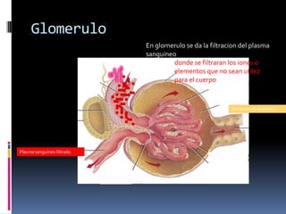 Glomerulo
En glomerulo se da la filtracion del plasma
sanguineo
donde se filtraran los iones o
elementos que no sean utilez
para el cuerpo
Plasma sanguíneo filtrado
Elementos de desecho C:
 