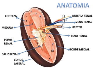 Anatomia y fisiologia del riñon | PPTX
