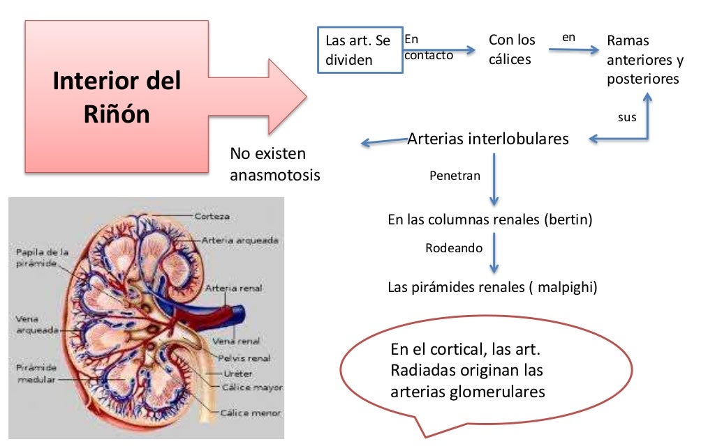 Riñón: vascularización, linfático, inervación y pedículos renales