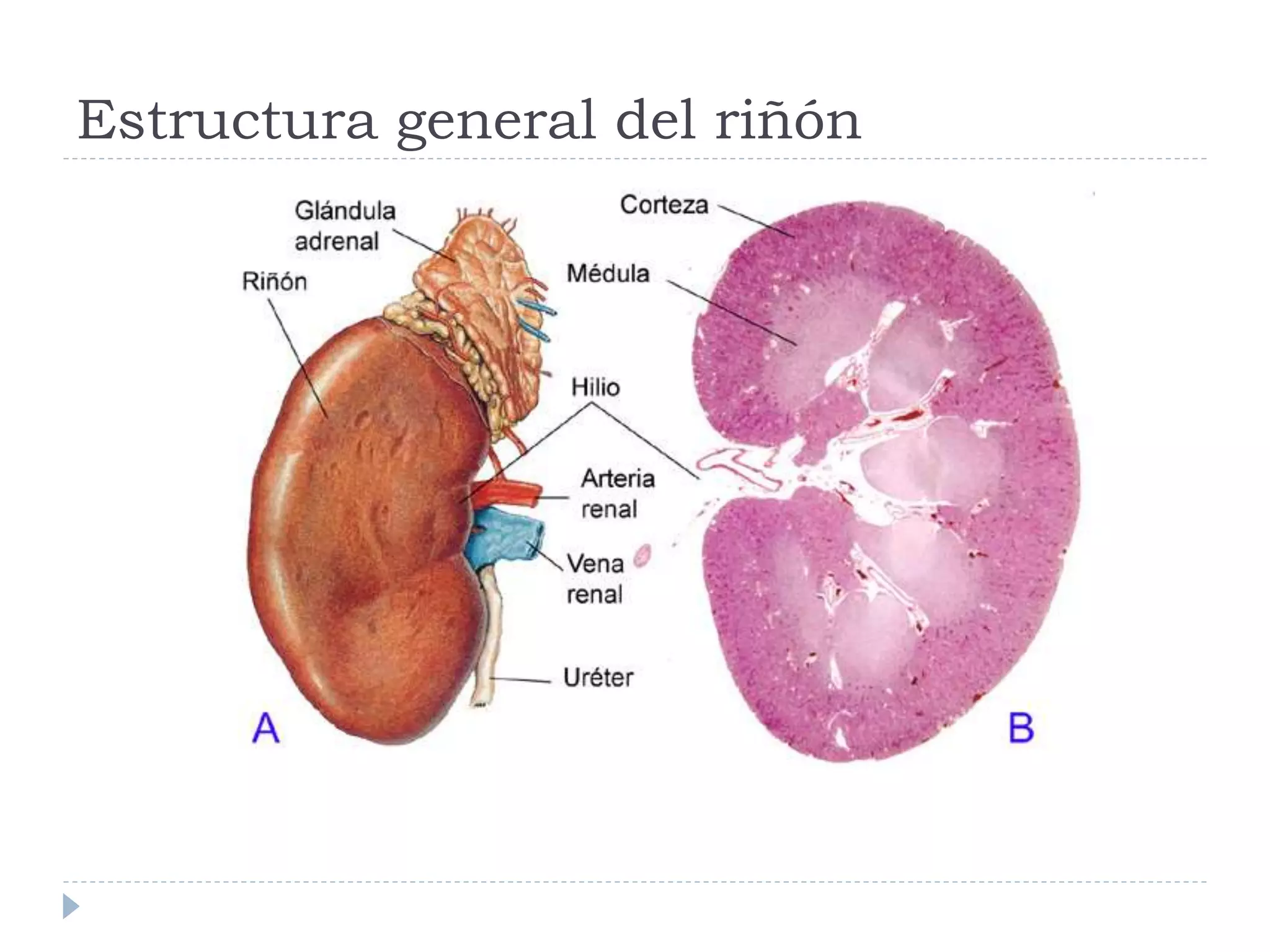 Histologia Riñon | PPTX