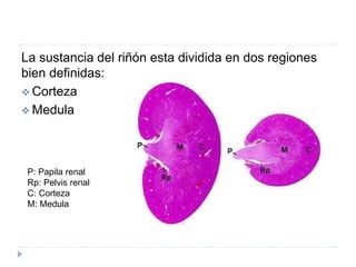 Histologia Riñon | PPTX