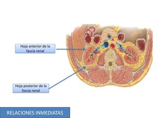 RELACIONES INMEDIATAS
Hoja anterior de la
fascia renal
Hoja posterior de la
fascia renal
 
