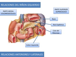RELACIONES ANTERIORES Y LATERALES
RELACIONES DEL RIÑON IZQUIERDO
PARTE SUPERIOR
SUPRACOLICO
Colon Izquierdo
Bazo
Cola del
Páncreas
Raíz Esplénica
PARTE MEDIA
COLOMESOCOLICA
