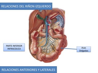 RELACIONES ANTERIORES Y LATERALES
RELACIONES DEL RIÑON IZQUIERDO
Asas
Delgadas
PARTE INFERIOR
INFRACOLICA