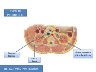 RELACIONES INMEDIATAS
ESPACIO
PERIRRENAL
Fascia
Rena
Cápsula
Fibrosa
Grasa perirrenal
Cápsula Adiposa