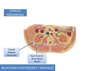 RELACIONES POSTERIORES Y MEDIALES
ESPACIO
PARARRENAL
Hoja Posterior
de la Fascia
Renal
Cuerpo
Adiposo
Pararrenal