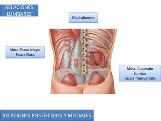 RELACIONES POSTERIORES Y MEDIALES
RELACIONES
LUMBARES
Medialmente
Músc. Psoas Mayor
Fascia Iliaca
Músc. Cuadrado
Lumbar
Fascia Transversalis
