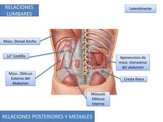 RELACIONES POSTERIORES Y MEDIALES
RELACIONES
LUMBARES
Músc. Dorsal Ancho
Lateralmente
Aponeurosis de
músc. transverso
del abdomen
12° Costilla
Músculo
Oblicuo
Interno
Cresta Iliaca
Músc. Oblicuo
Externo del
Abdomen