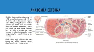 ANATOMIA Y FISIOLOGIA DEL RIÑON REGULACION DE EQUILIBRIO | PPTX