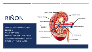 RIÑON (1).pptx