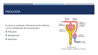 RIÑON (1).pptx