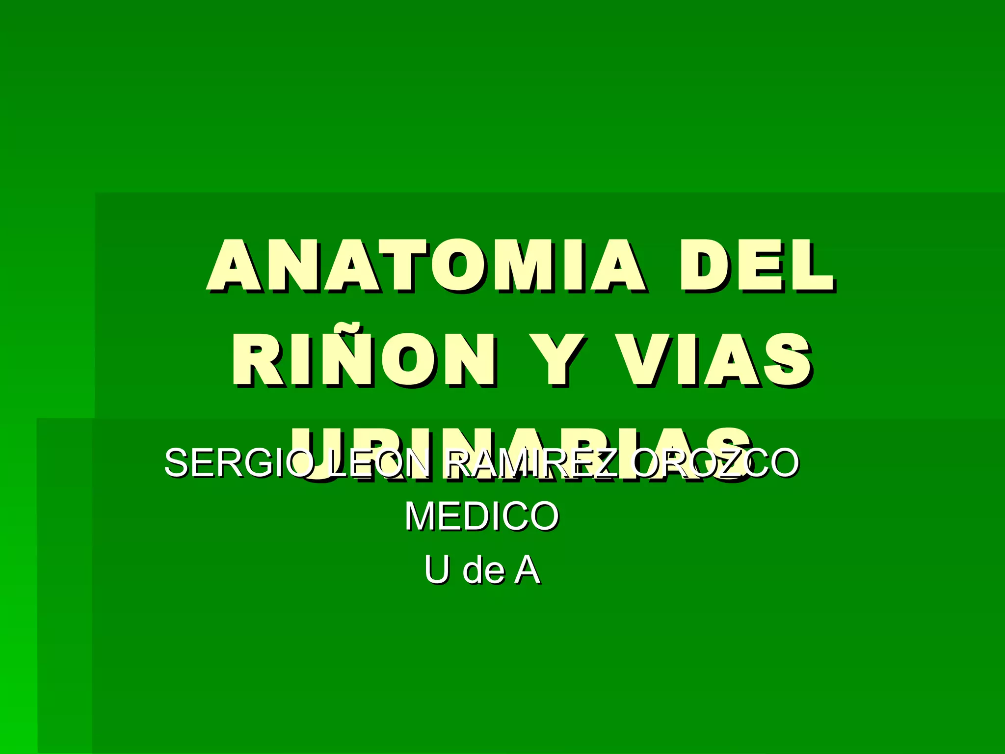 Anatomía del riñon | PPT