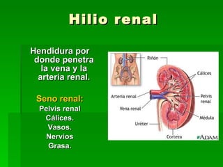 Anatomía del riñon | PPT