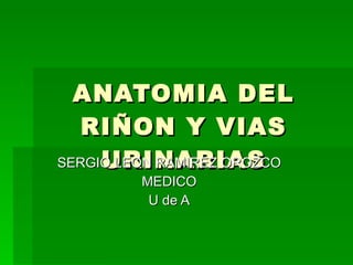 ANATOMIA DEL RIÑON Y VIAS URINARIAS SERGIO LEON RAMIREZ OROZCO MEDICO U de A 