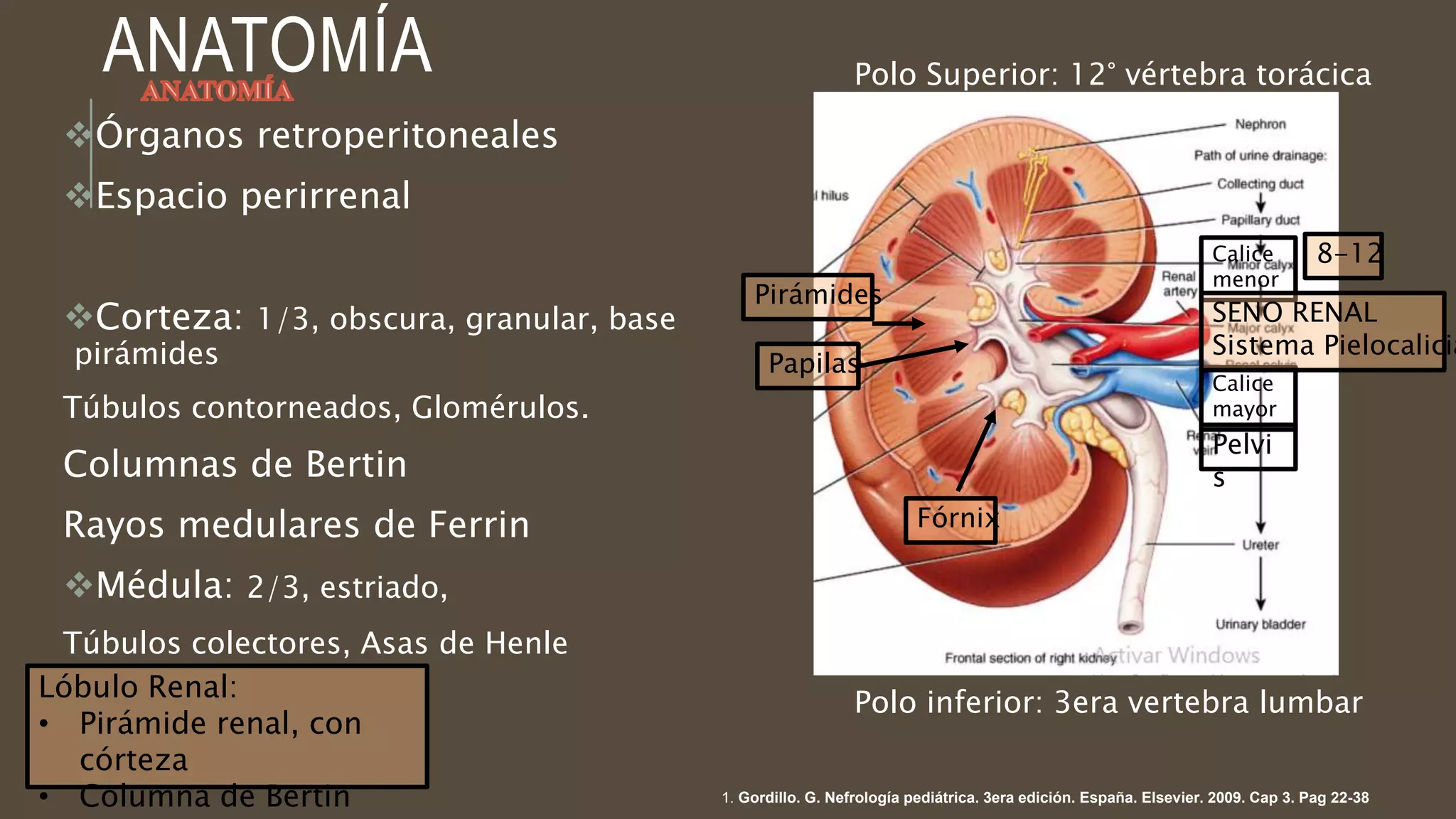 RIÑON ANATOMIA.pptx