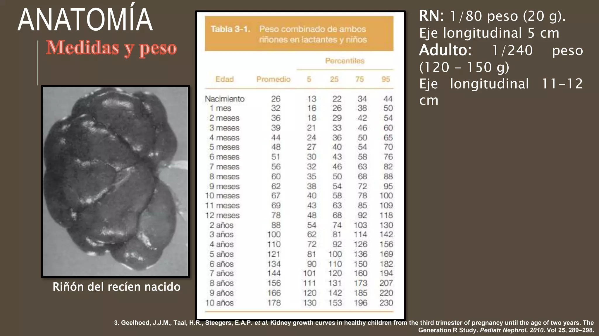 RIÑON ANATOMIA.pptx