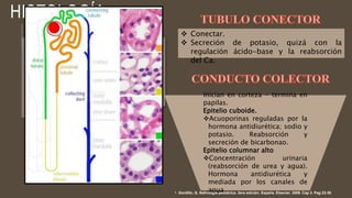 RIÑON ANATOMIA.pptx