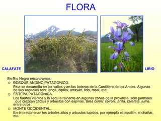 FLORA En Río Negro encontramos: BOSQUE ANDINO PATAGÓNICO. Éste se desarrolla en los valles y en las laderas de la Cordillera de los Andes. Algunas de sus especies son: lenga, ciprés, arrayán, lirio, rosal, etc. ESTEPA PATAGÓNICA.  Los fuertes vientos y la sequía reinante en algunas zonas de la provincia, sólo permiten  que crezcan cáctus y arbustos con espinas, tales como: coirón, jarilla, calafate, jume, entre otros. MONTE OCCIDENTAL. En él predominan los árboles altos y arbustos tupidos, por ejemplo el piquillín, el chañar, etc. CALAFATE LIRIO 