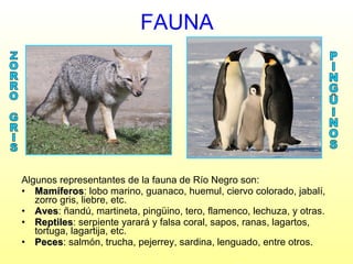 FAUNA Algunos representantes de la fauna de Río Negro son: Mamíferos : lobo marino, guanaco, huemul, ciervo colorado, jabalí, zorro gris, liebre, etc. Aves : ñandú, martineta, pingüino, tero, flamenco, lechuza, y otras. Reptiles : serpiente yarará y falsa coral, sapos, ranas, lagartos, tortuga, lagartija, etc. Peces : salmón, trucha, pejerrey, sardina, lenguado, entre otros. PINGÜINOS ZORRO GRIS 