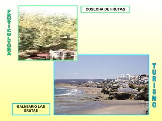 FRUTICULTURA TURISMO COSECHA DE FRUTAS BALNEARIO LAS GRUTAS 