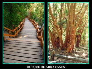 BOSQUE DE ARRAYANES 