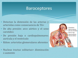 Baroceptores
Detectan la distensión de las arterias y
arteriolas como consecuencia de TA+
De alta presión: arco aórtico y el seno
carotideo
De presión baja o cardiopulmonares:
aurícula y el ventrículo
Riñon: arteriolas glomerulares aferentes
Nucleus tractus solitarius= disminución
o aumento

 