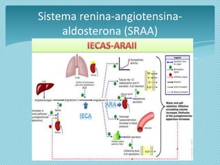 Sistema renina-angiotensinaaldosterona (SRAA)

 